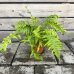 Dryopteris Filix mas (Stálozelená papraď samčia) - kont. C2L, výška 15-25 cm